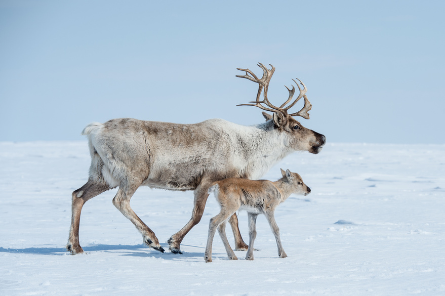 Adaptations for Surviving the Cold