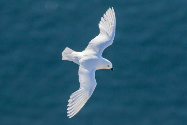 Snow Petrel (Pagodroma nivea) Snow Petrel (Pagodroma nivea)