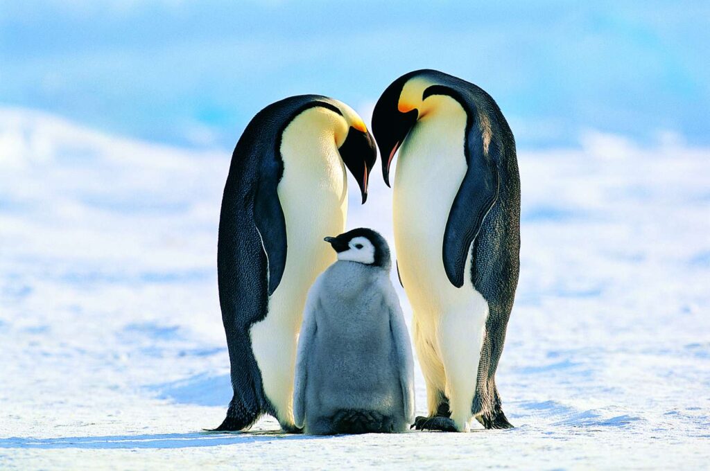 Emperor Penguin (Aptenodytes forsteri) Emperor Penguin (Aptenodytes forsteri)