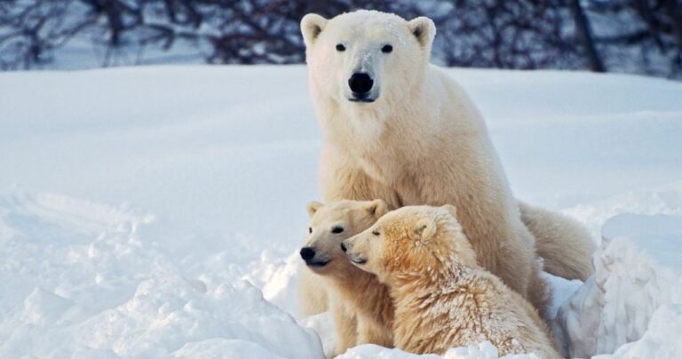 Cold Animals: Unlocking Adaptation Mechanisms in Extreme Climates ...