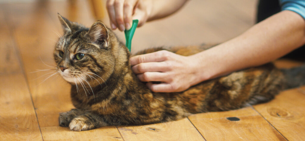 Flea Spray for Cats