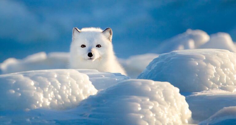 why do arctic foxes live in cold places