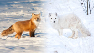 How Arctic Foxes Survive Extreme Cold - Cold Animals