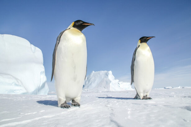 fun facts about penguins