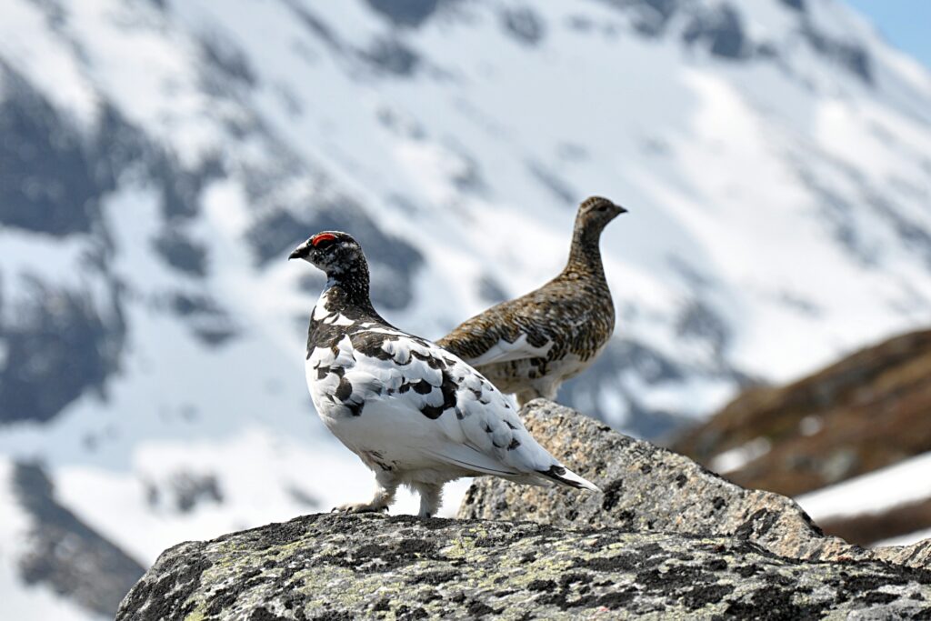 Types of Ptarmigans and Their Habitats Types of Ptarmigans and Their Habitats