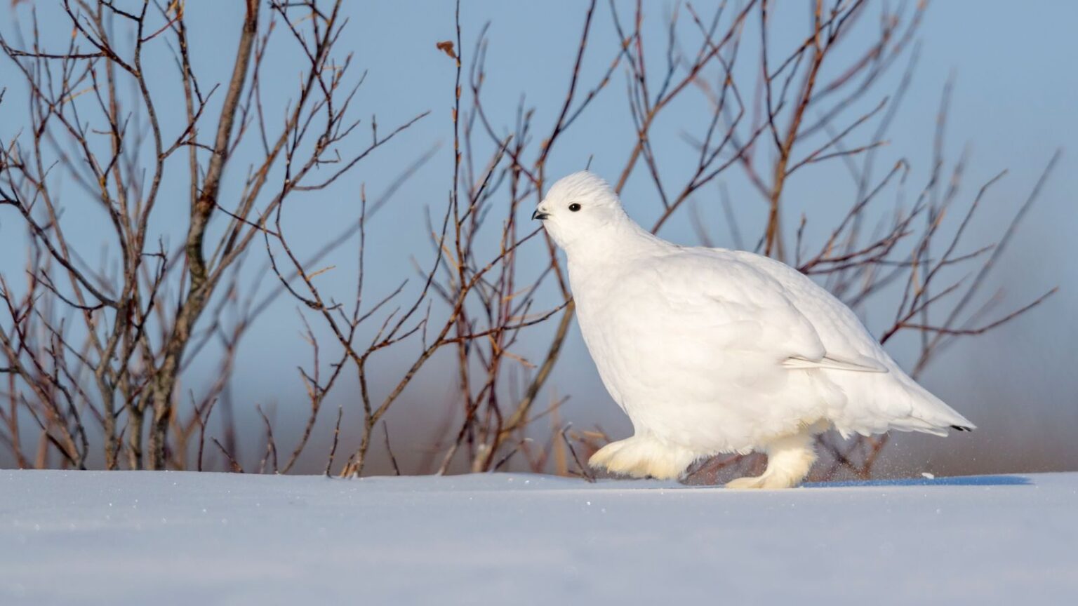 ptarmigan seasonal camouflage