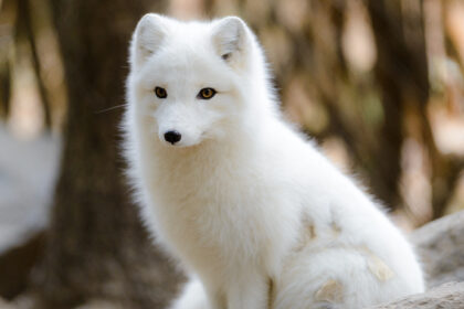 Arctic Fox Adaptations to the Cold