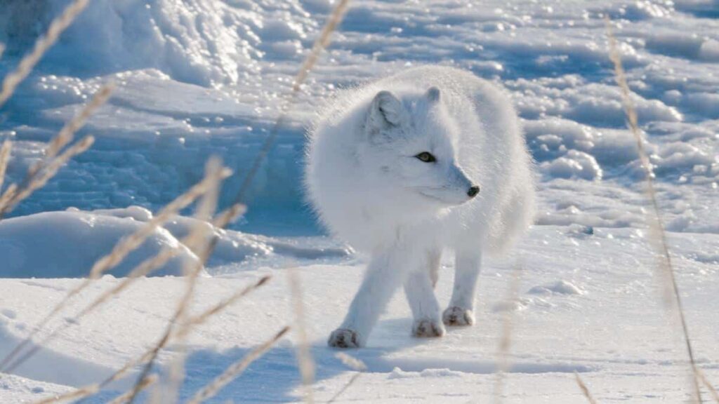 Why Arctic Foxes Are Cold-Weather Champions Why Arctic Foxes Are Cold-Weather Champions